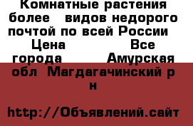 Комнатные растения более200видов недорого почтой по всей России › Цена ­ 100-500 - Все города  »    . Амурская обл.,Магдагачинский р-н